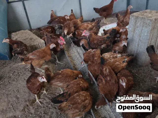 دجاج الفرنسي الاحمر + بيض منوع طبيعي