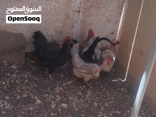 8 دجاجات وديك العمر سنه