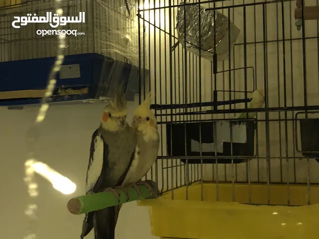 طيور كوكتيل جوز للبيع
