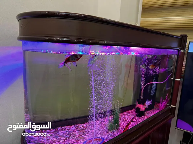 حوض سمك فاخر بإضاءة مميزة وتصميم أنيق للبيع