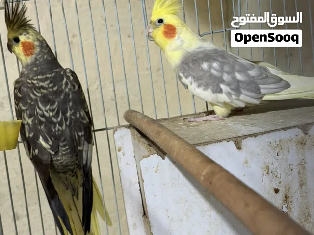 اعلان بيع زوج بيرل ولوتينو بيرل بسعر مناسب