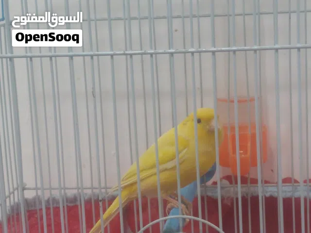 كناري  فحل تغريد