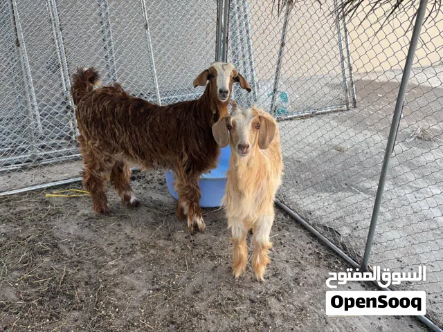 صخلات 2 من حلال الجواميد للبيع
