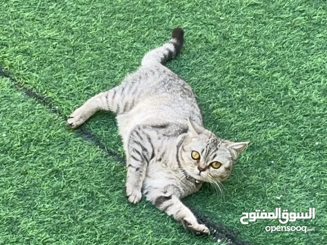 قط شانشيلا