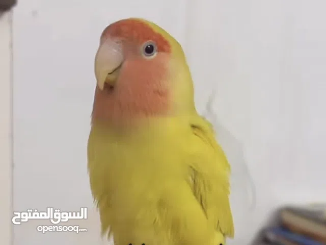 روز هدد للبيع