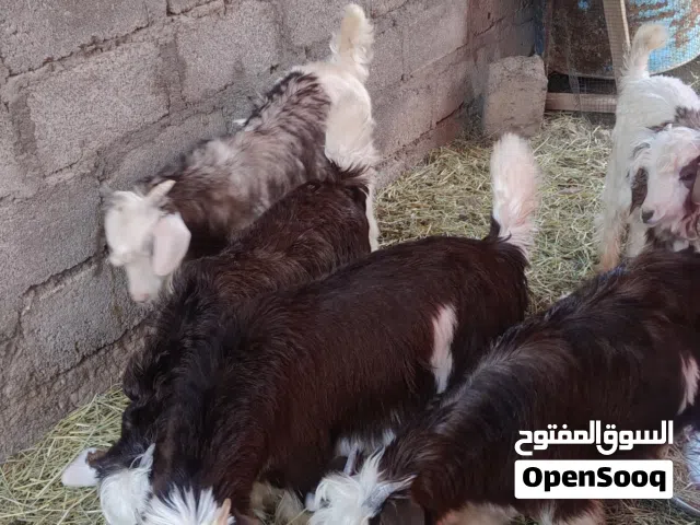 اغنام عمانيه