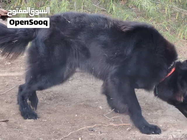 جيرمن شيبرد بلاك جاك