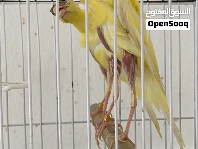 كنارات حبات تبارك الرحمن للبيع