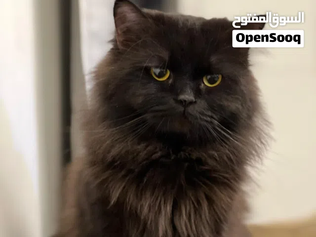 قط ذكر اسود ضائع في الجنينة مريض