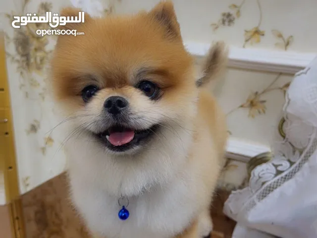 كلب بومريناين ذكر مطعم وصحته زينه مع جوازه عمره سنتين تقريباً