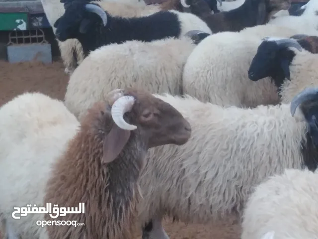 حواله وطنيه للبيع