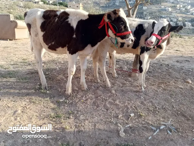 ثلاث عجلات للبيع نخب أول كفاله للبيع