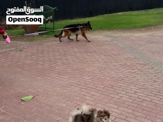 كلب بو مر يـنيان ذكر