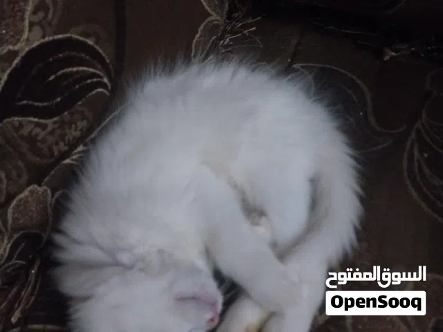 قط شيرازي بيور
