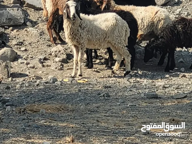 جعد تركيات اناث