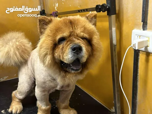 انثى تشاو تشاو مستوى عالي ماخذه مطاعيم