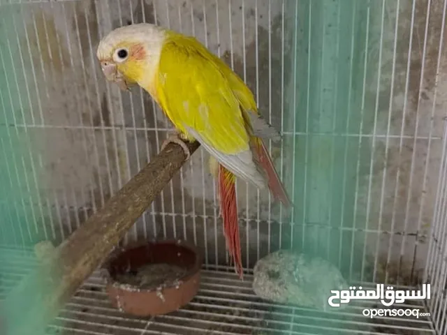 زوج كنيور صن شيك