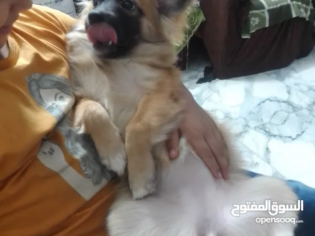 الكلب للعبه واليسار واخد الاكل البيت