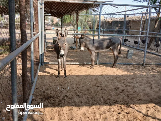 السلام عليكم ورحمة الله وبركاته  حمار ذكر  البيع 1 السعر 1000