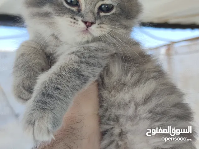 قطط عمر شهرين ((كيتن)) بسعر خرااافي