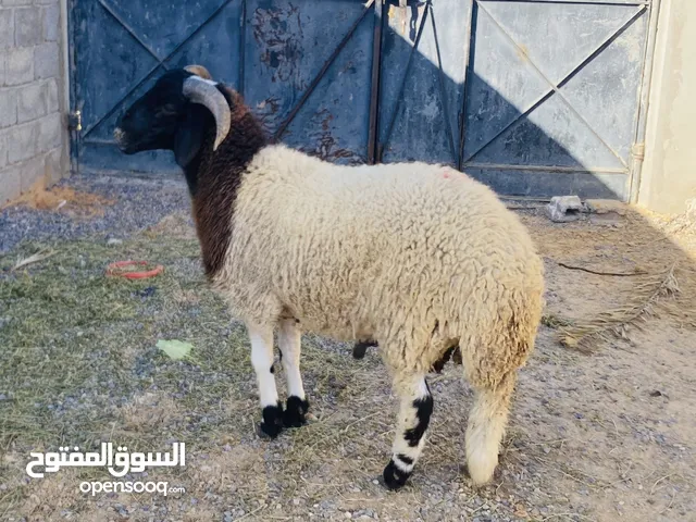 حولى درجة اولى للبيع