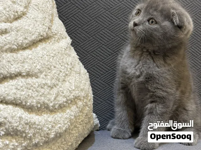 كتن سكوتش دبل فولد سلفر بلو