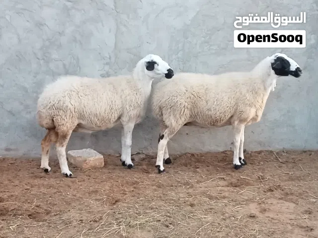 السلام عليكم  نعجتين الله ايبارك وحده عشراء او وحده العشوريه بالنصيب الكبش معاها  اشياه كسبه الي بير