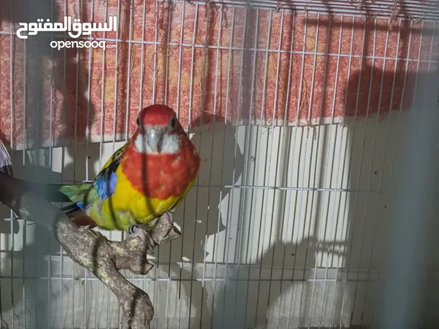 rosella running pair