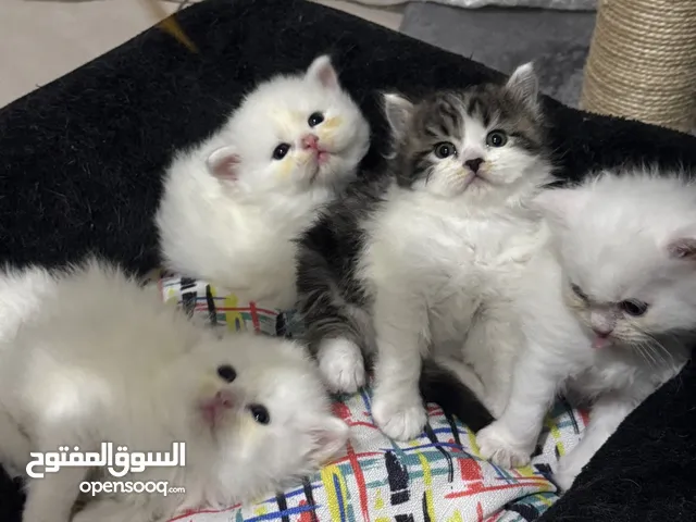 قطط شيرازيه صغيره  Little Shirazi cats