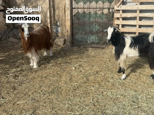 تيوس ذبايح