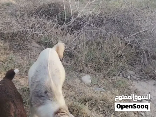 جدي محلي مطعوم
