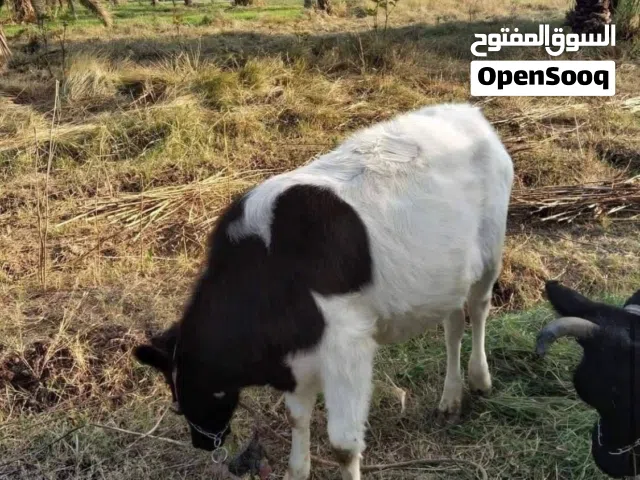 هايشه فريزيه درجه اولى ثواب للامام بسعر كسر