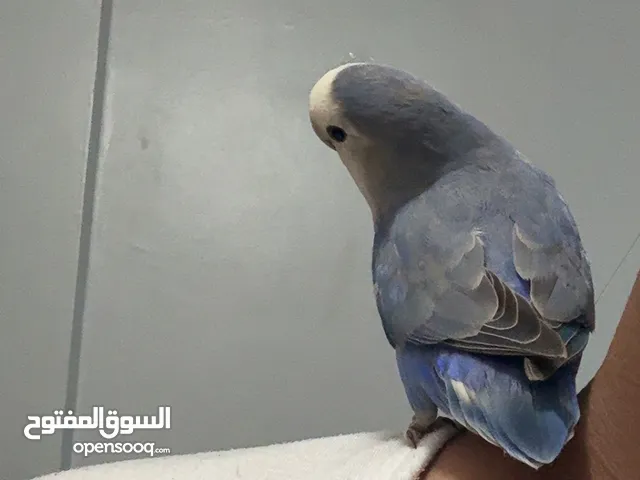 طير روز للبيع
