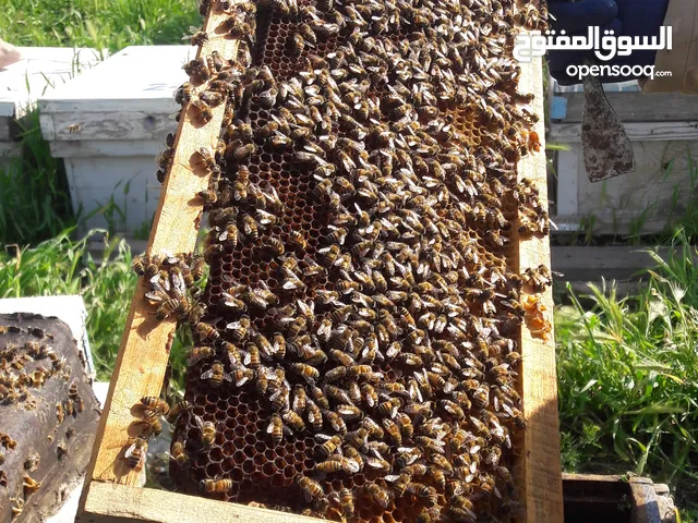 عسل طبيعي 100% - عسل 40 نوع من النباتات من جبال عسلنا مكون من 40 نوع نبات