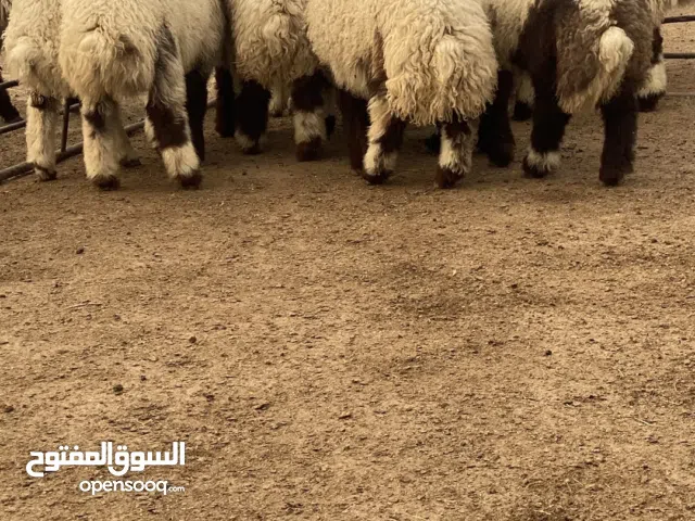 ذبايح بريه انتاج العزبه فاخر و متعوب عليها و حدر أمهاته فاخر من الآخر الي يبي واحد او اثنين عادي