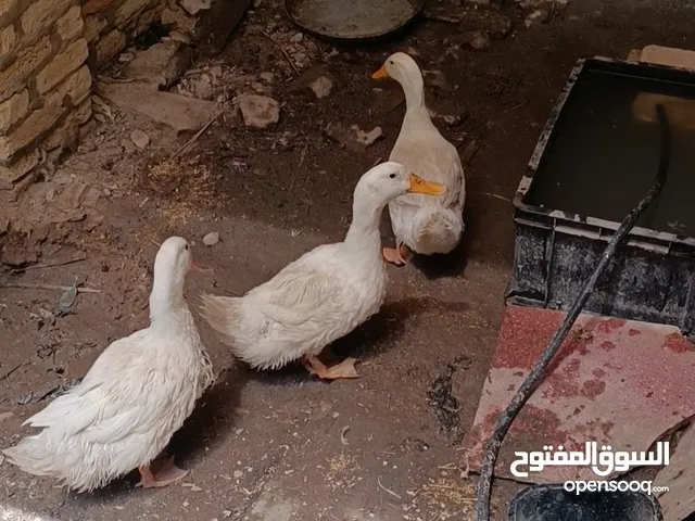 سلام عليكم بش كلداني ابيض.