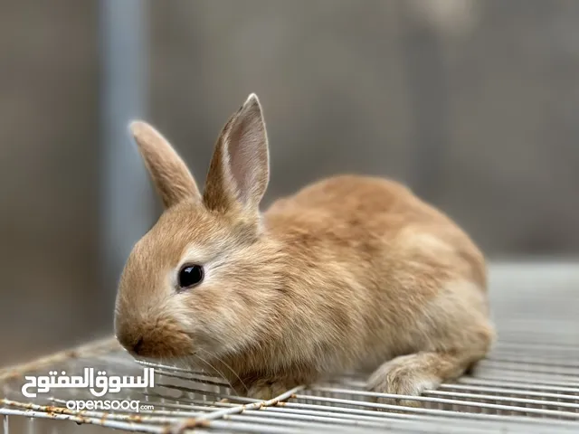 ارانب صغار للبيع