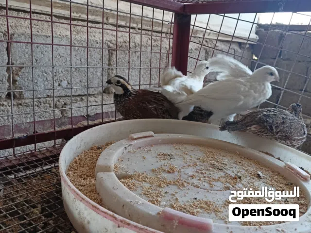 بوب وايت أود بيعها الزوج 40000 الزوج