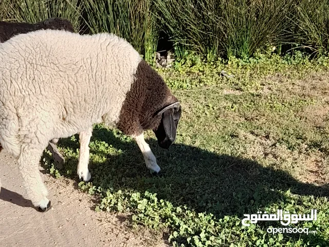 خروف وطنى عمره 7 شهور للبيع