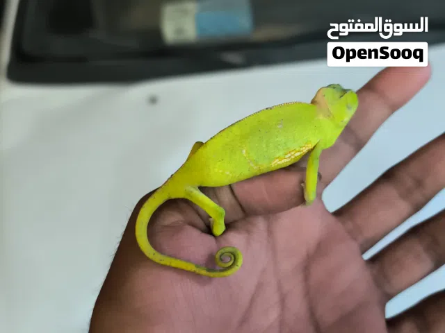 Chameleon available.  Price 35