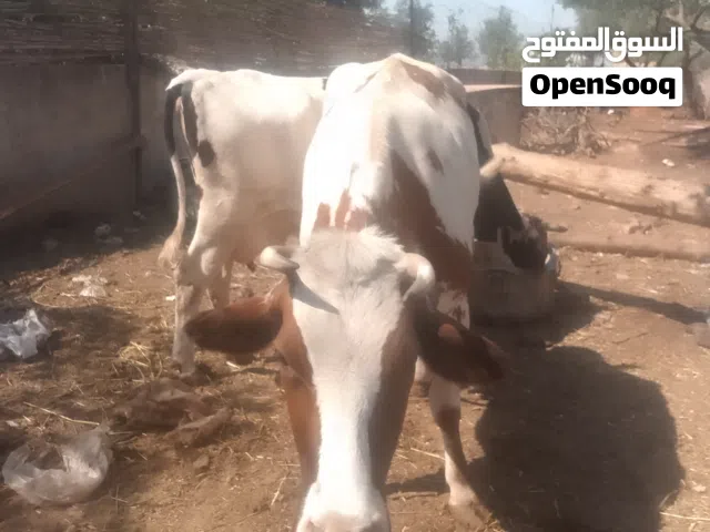 ابقار للبيع
