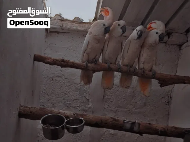 كوكاتو مالوكان