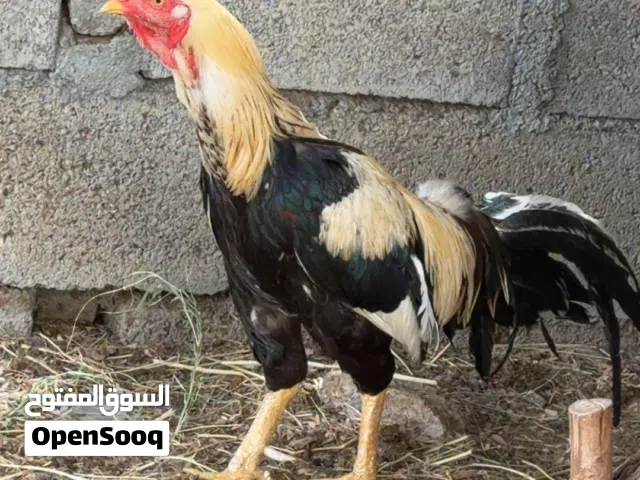 ديك باكستاني ميوالي