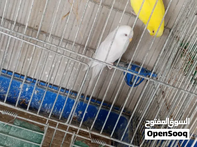 عصفير حب شغلات