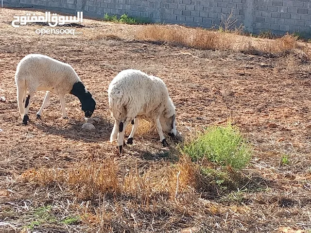 غنم للبيع خروف و نعجة للبيع مازال ما بدلوش