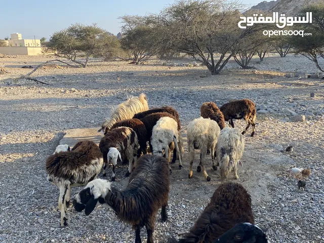 للبيع جعد عماني  أقراء الاستمارة