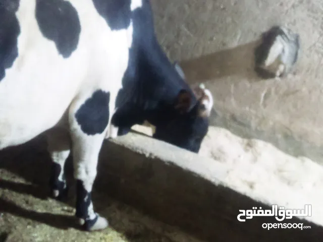عجل هولندي وهايشه استراليه وارها عجل عمره سبعة أشهر للبيع