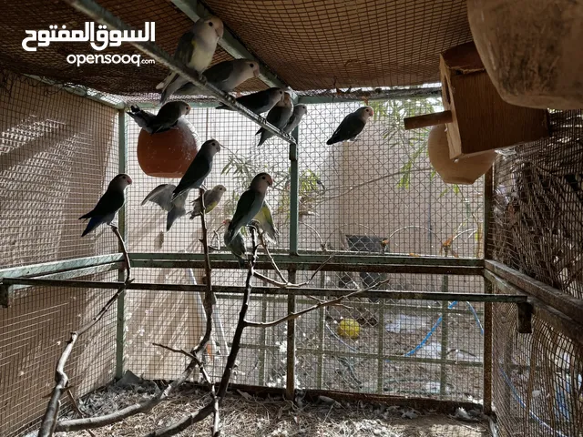 طيور الروز
