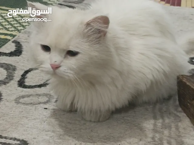 للبيع قطه جميله جدا