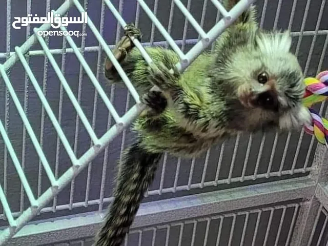 أطفال جميلين متاحين